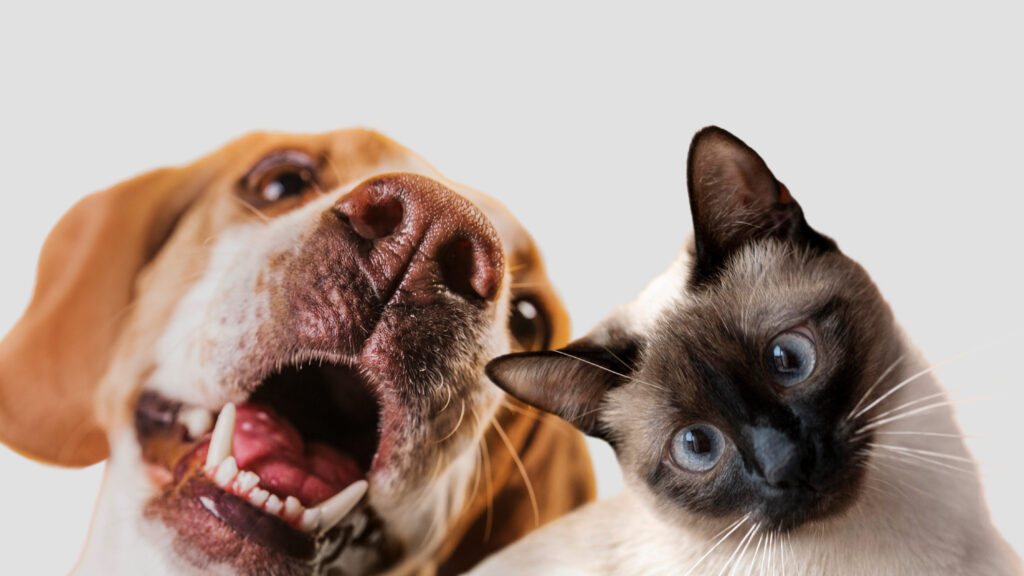 plano-de-cremacao-pet-em-curitiba